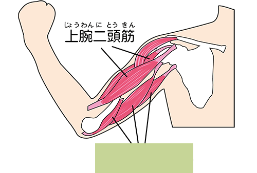 二の腕美人筋