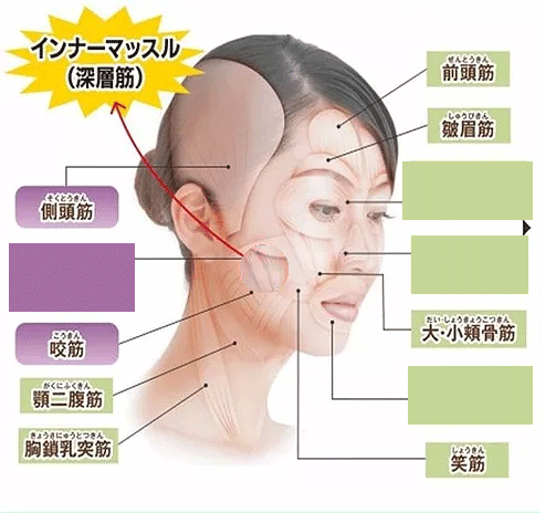 顔の美人筋